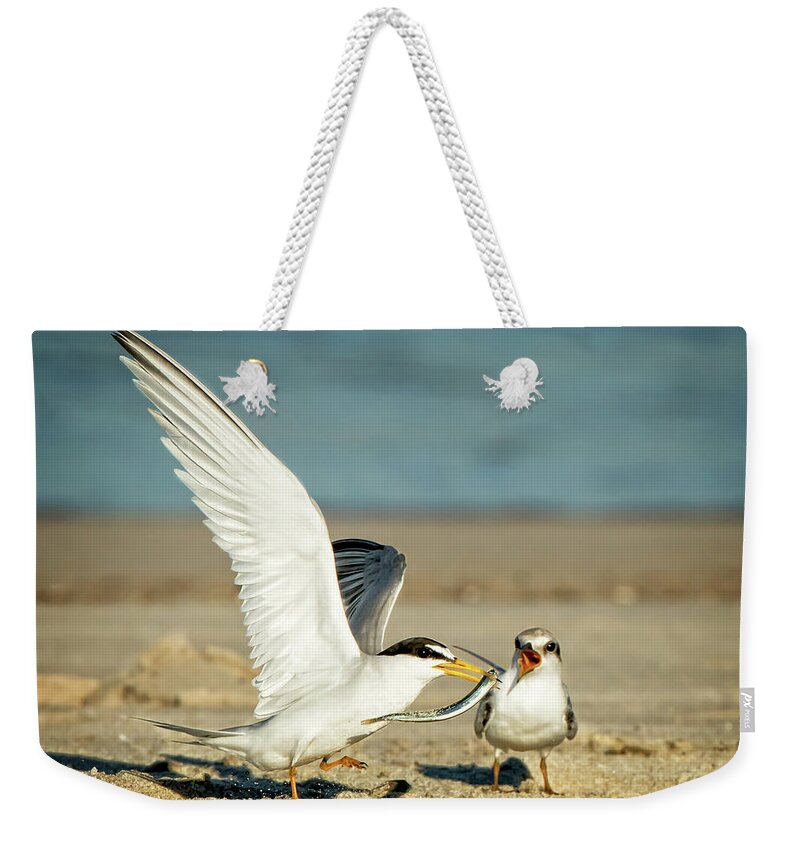 Terns Weekender Tote Bag featuring the photograph Lest Terns Foodfight by Steven Upton