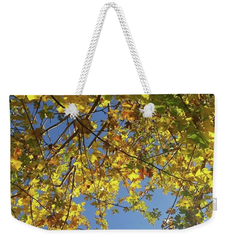 Inspiration Weekender Tote Bag featuring the photograph Leaves And Light by Rowena Tutty