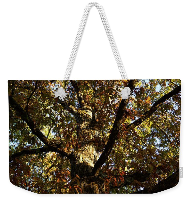 Tree Weekender Tote Bag featuring the photograph Leaves and Branches by Lara Morrison