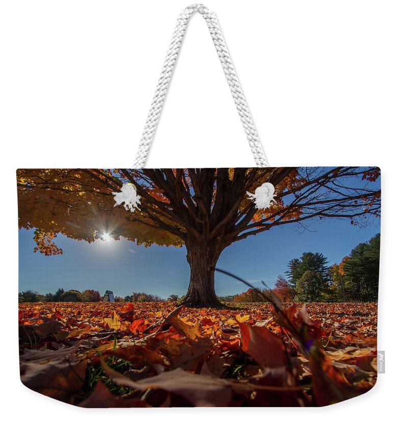 Sunlight Weekender Tote Bag featuring the photograph Leaves by Darryl Hendricks