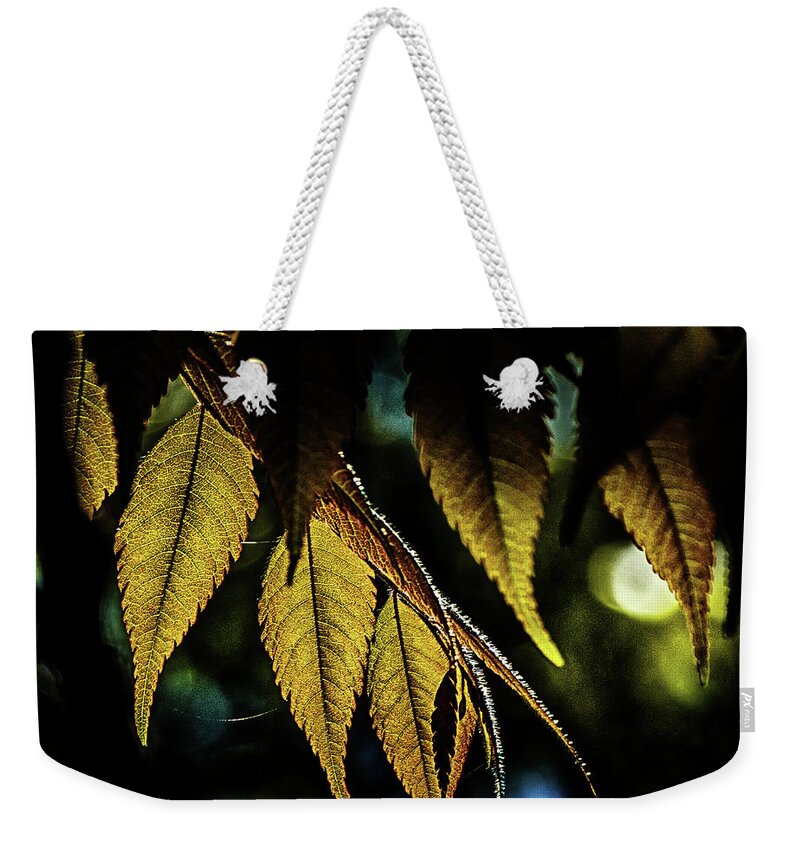 Tree Leaves Weekender Tote Bag featuring the photograph Leaves of Green by Joseph Hollingsworth