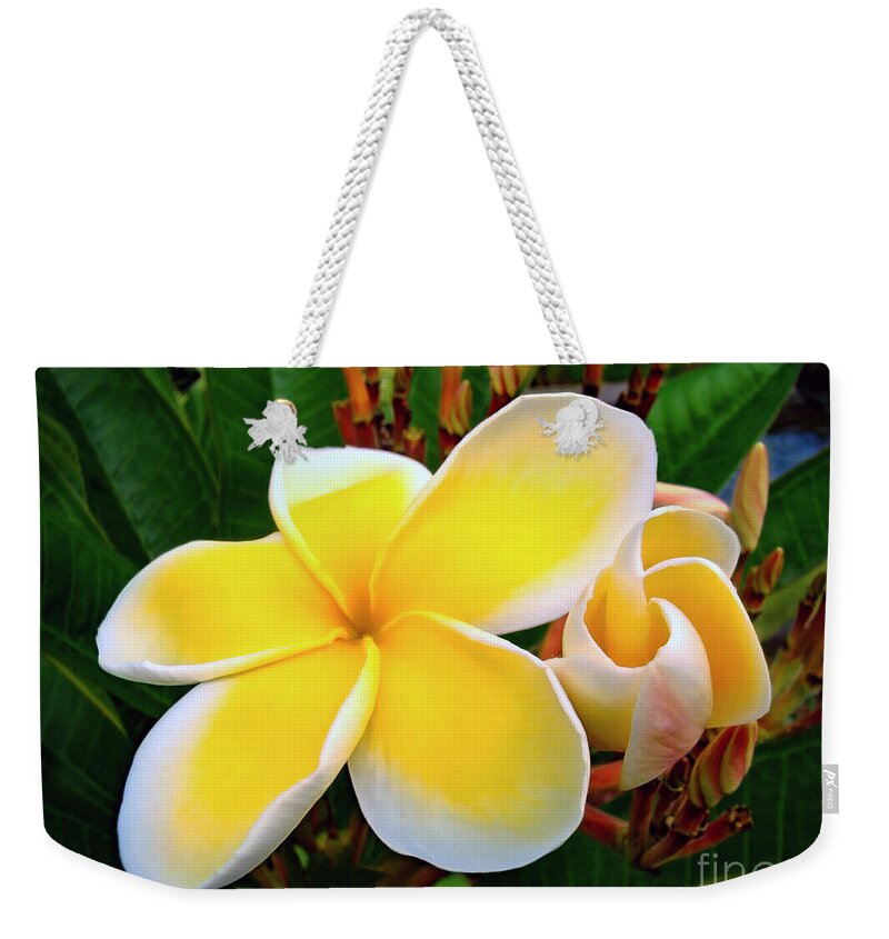Flower Weekender Tote Bag featuring the photograph Lemon Yellow Plumeria by Sue Melvin