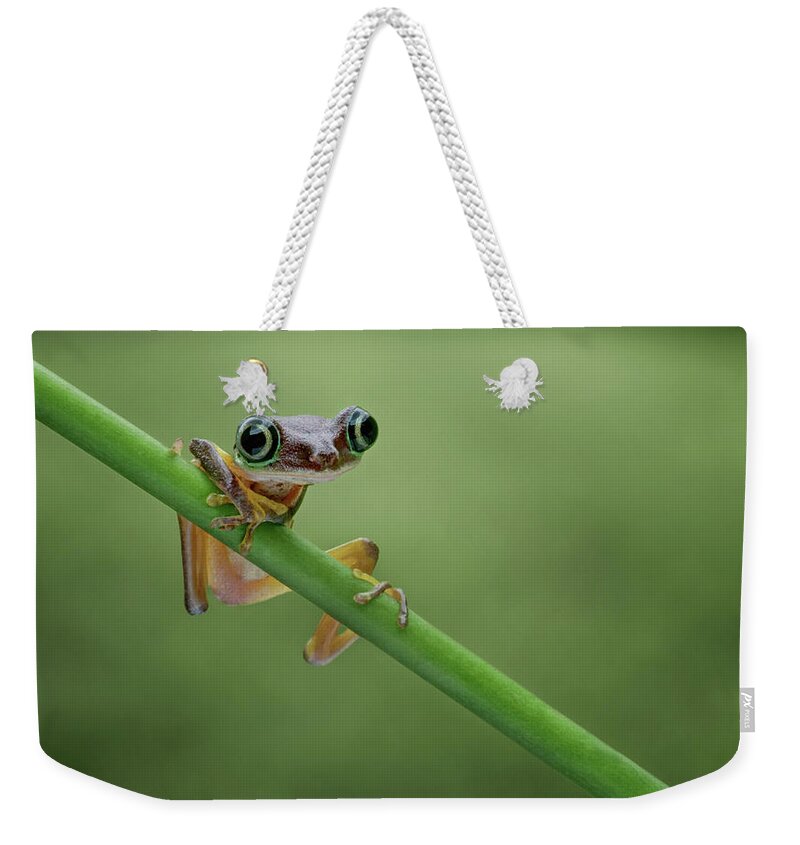 Frogs Weekender Tote Bag featuring the photograph Lemur Tree Frog - 2 by Nikolyn McDonald