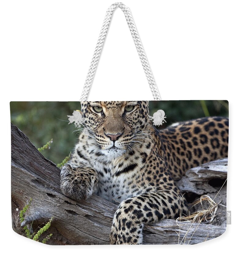 Mp Weekender Tote Bag featuring the photograph Leopard Panthera Pardus Resting by Sergey Gorshkov