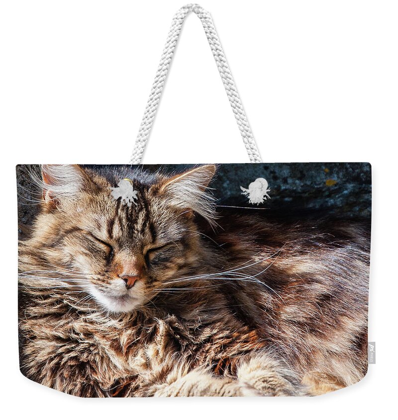 Cat Weekender Tote Bag featuring the photograph Let me sleep... by Geoff Smith