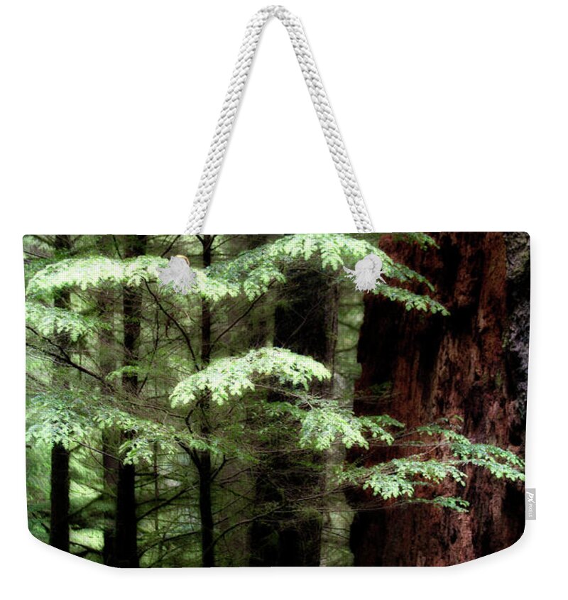 Trees Weekender Tote Bag featuring the photograph Light on Trees by David Chasey