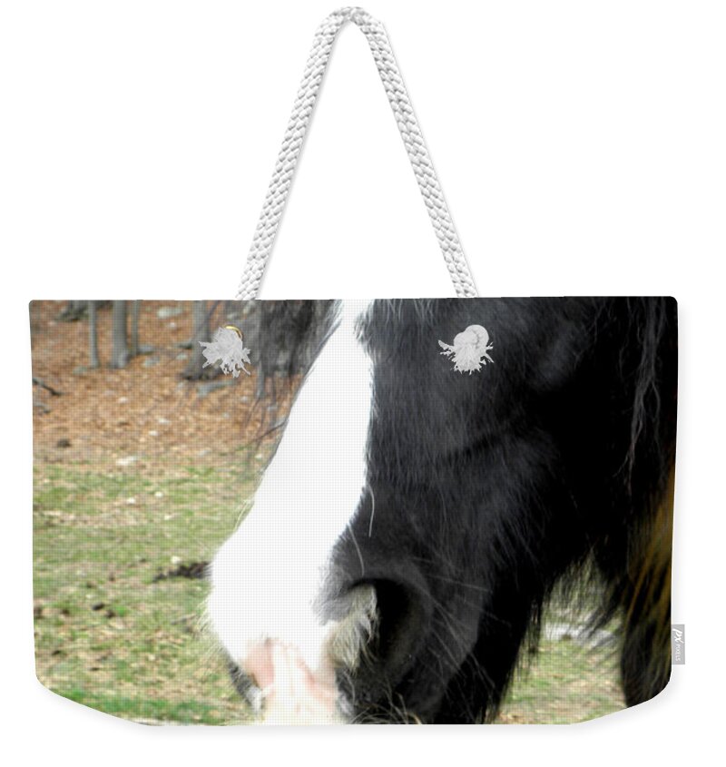 Gypsy Vanner Horse Weekender Tote Bag featuring the photograph Like My Stache by Kim Galluzzo