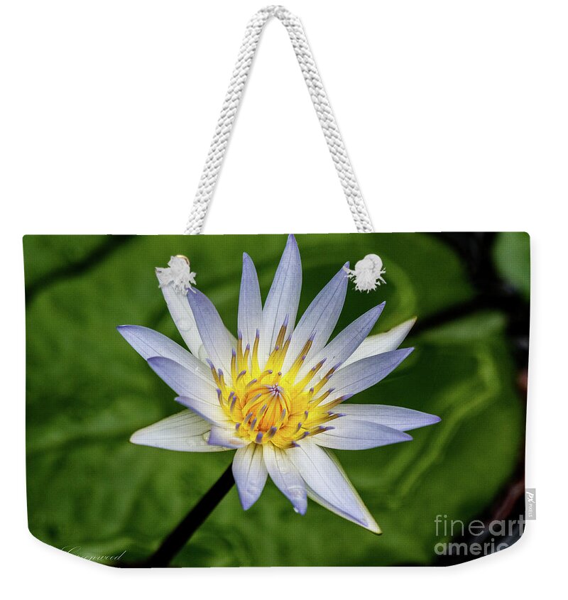 White Weekender Tote Bag featuring the photograph Lily by Les Greenwood
