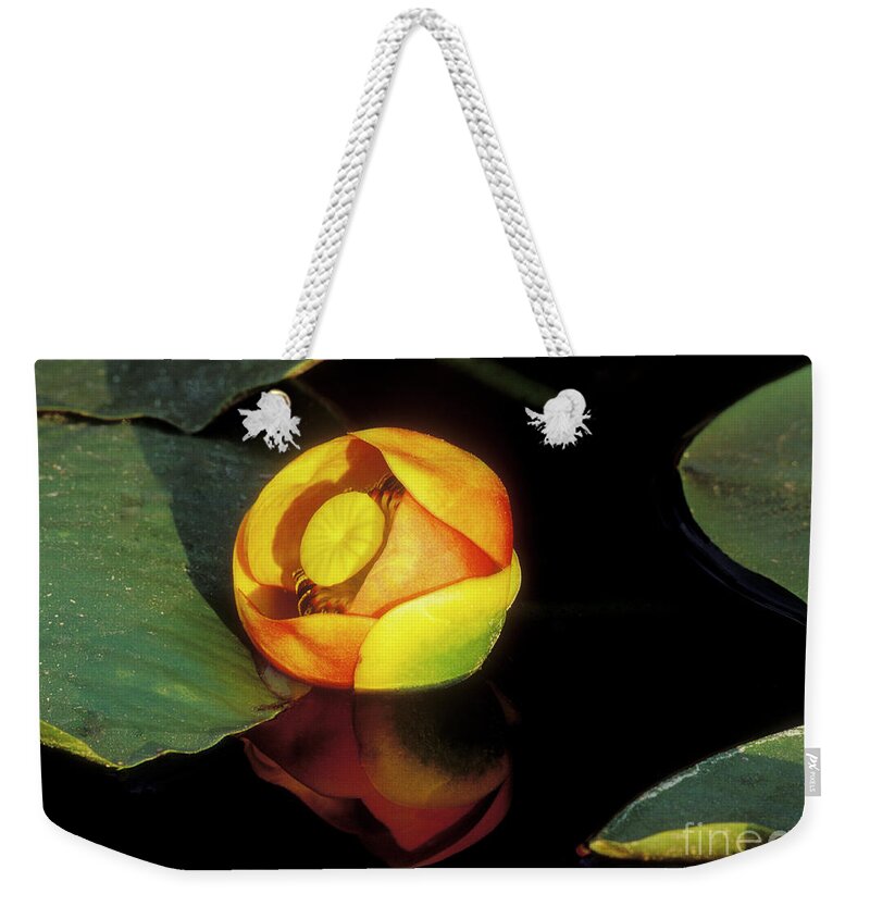 Sandra Bronstein Weekender Tote Bag featuring the photograph Lily Reflection by Sandra Bronstein