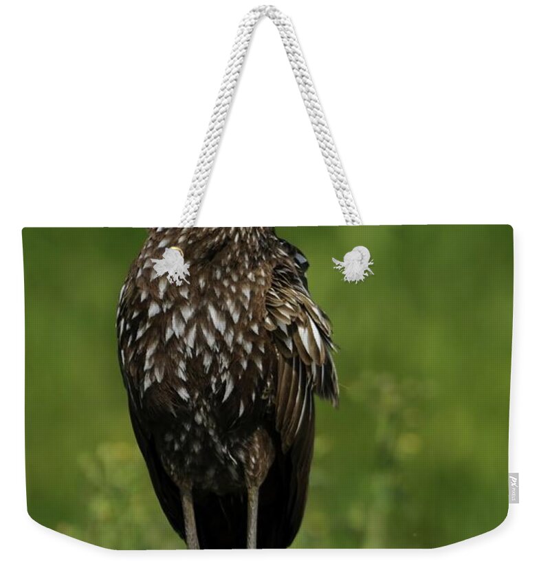 Limpkin Weekender Tote Bag featuring the photograph Limpkin by Bradford Martin