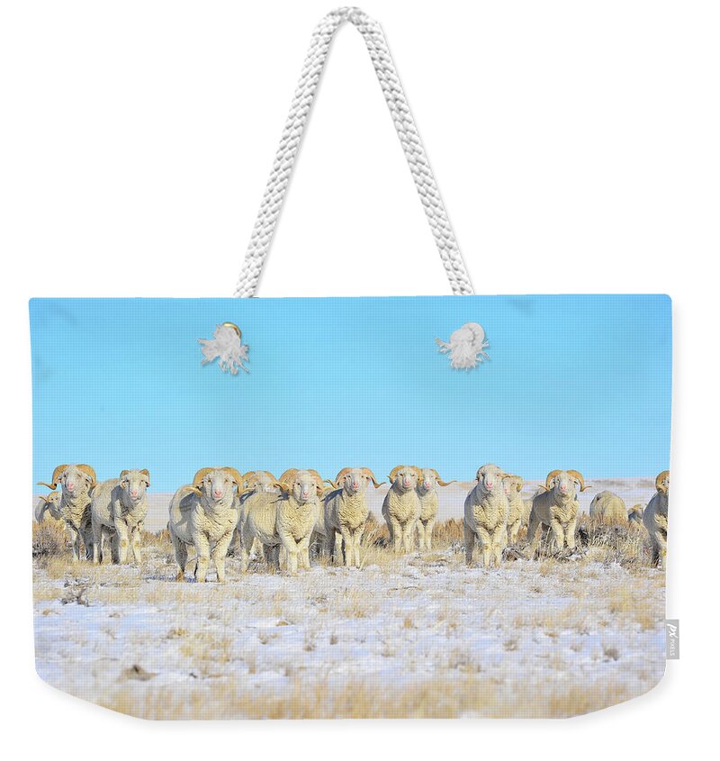 Amanda Smith Wyoming Photographer Weekender Tote Bag featuring the photograph Line em up Rams by Amanda Smith