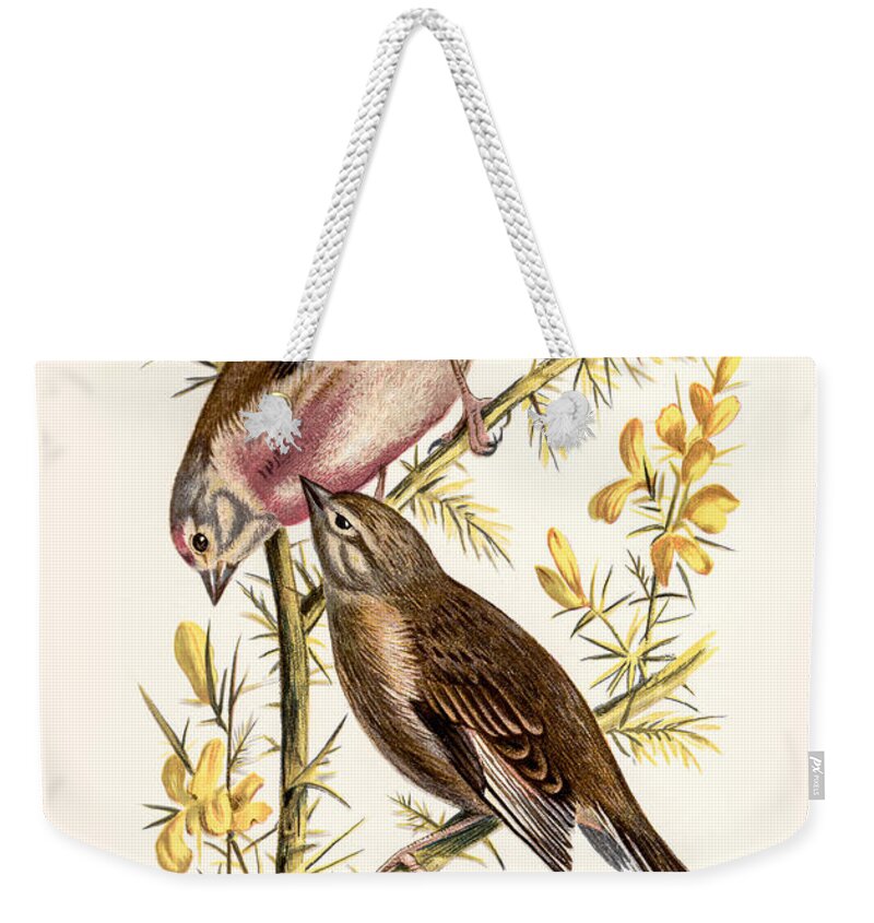 Birds Weekender Tote Bag featuring the digital art Linnets Restored by Pablo Avanzini