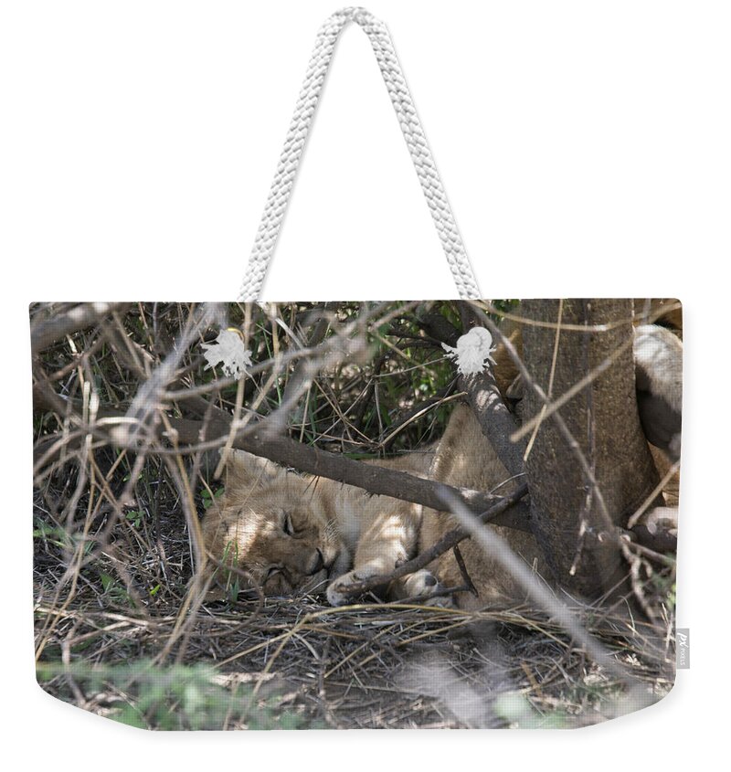 Africa Weekender Tote Bag featuring the photograph Lion cub sleeping in bush, Serengeti, Tanzania by Karen Foley