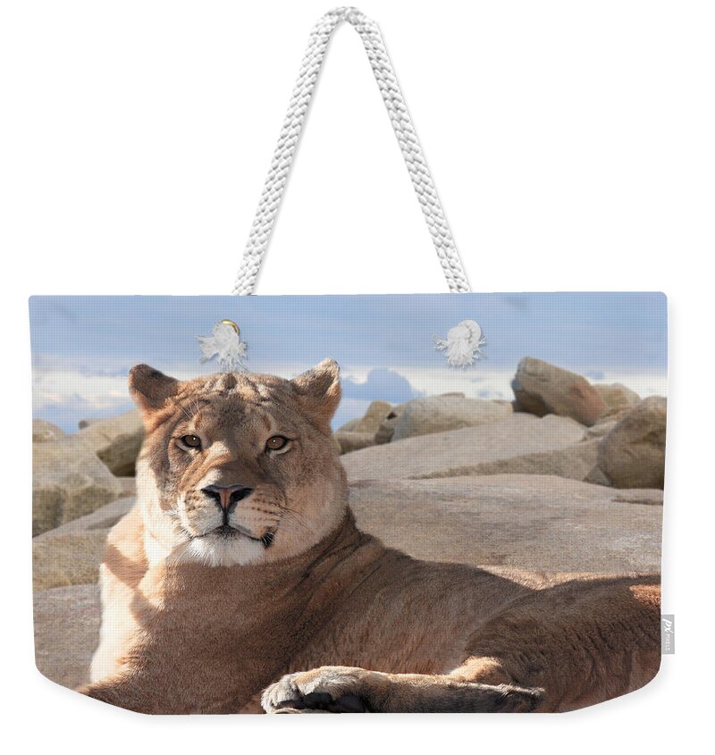 Female Weekender Tote Bag featuring the photograph Lion by Michele A Loftus