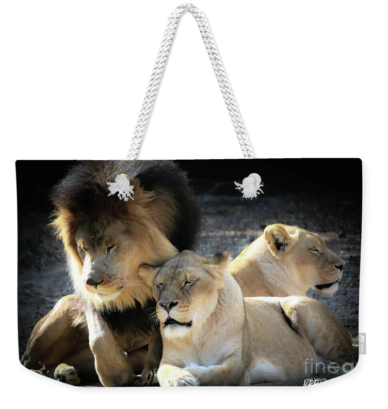 Lions Weekender Tote Bag featuring the photograph Lion Pride Memphis Zoo by Veronica Batterson