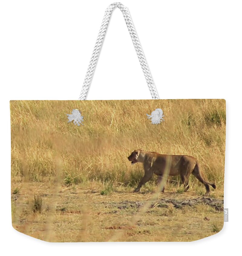 Lion Weekender Tote Bag featuring the photograph Lion Stroll by Jennifer Wheatley Wolf