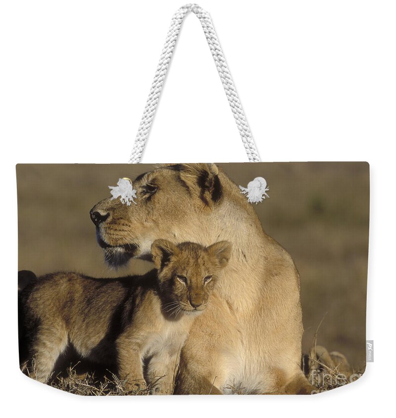 Lioness Weekender Tote Bag featuring the photograph Lioness And Her Cub by Sandra Bronstein