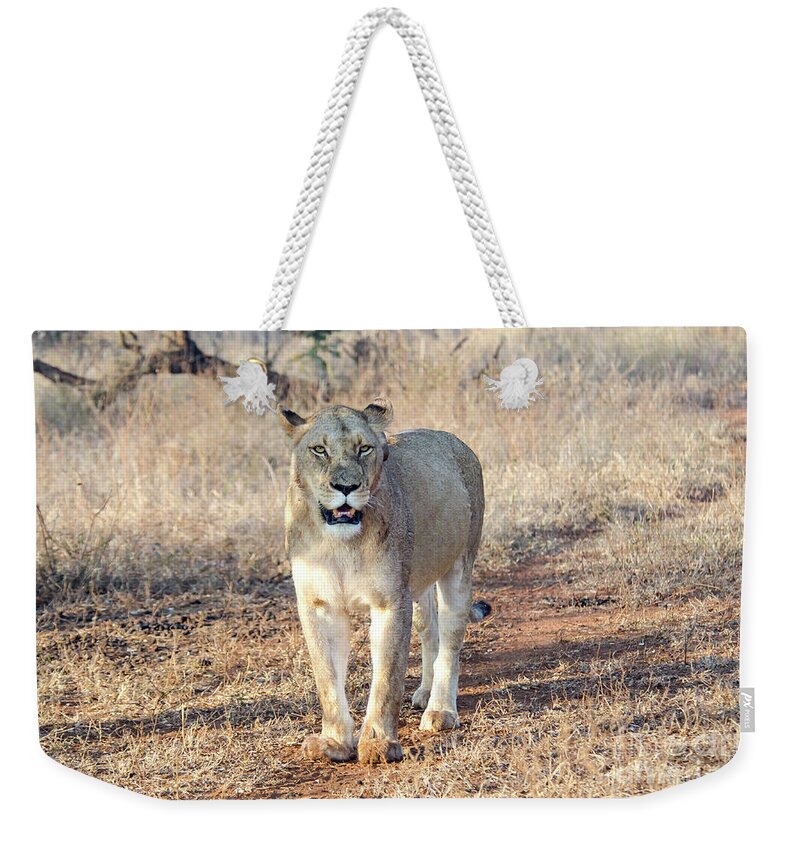 Lion Weekender Tote Bag featuring the photograph Lioness in Kruger by Pravine Chester
