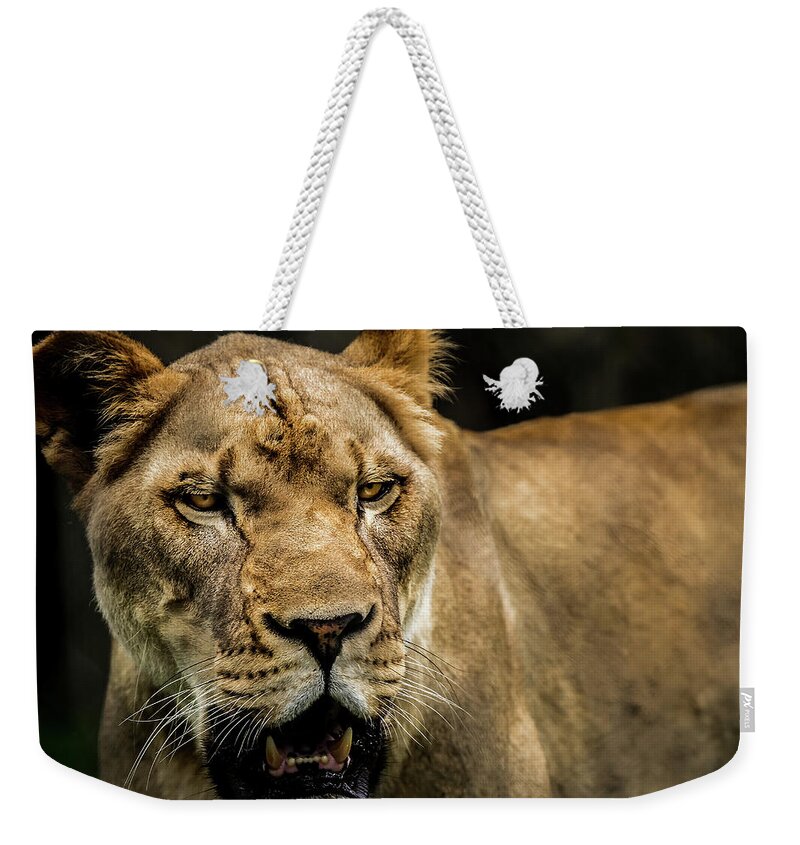 Panthera Weekender Tote Bag featuring the photograph Lioness by Ron Pate