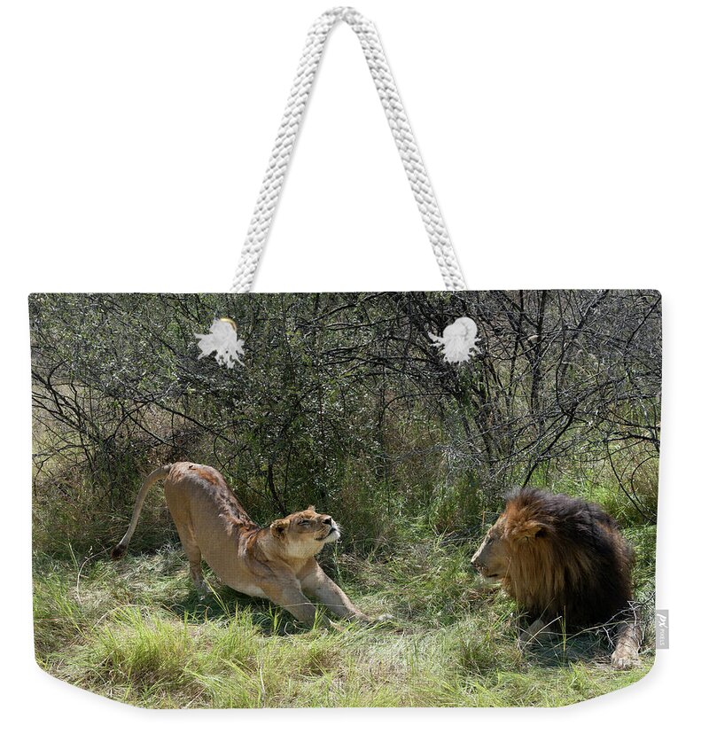 Africa Weekender Tote Bag featuring the photograph Lions by Adele Aron Greenspun