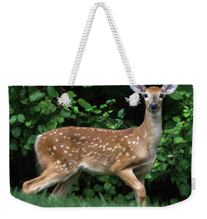 Deer Weekender Tote Bag featuring the photograph Listening Visitor by Art Cole