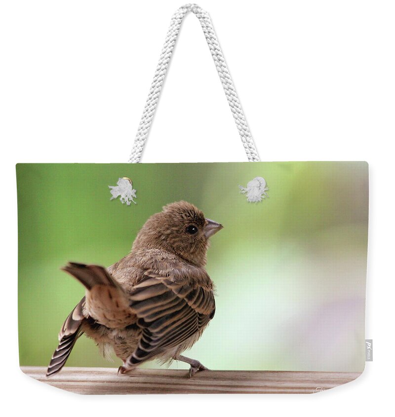 Birds Weekender Tote Bag featuring the photograph Little Bird by Trina Ansel