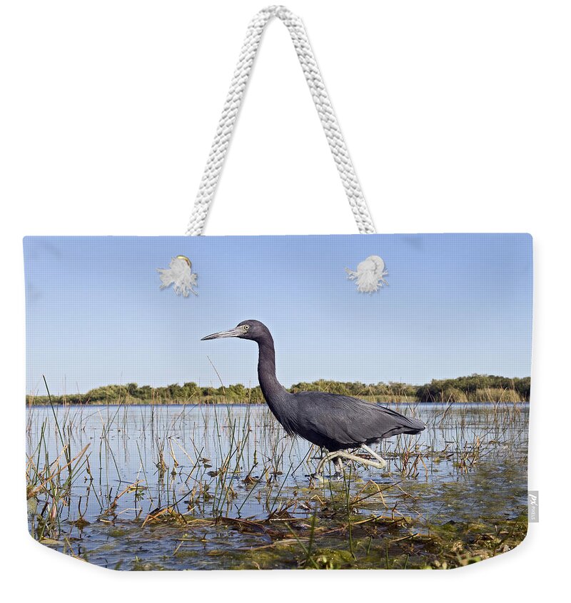Fn Weekender Tote Bag featuring the photograph Little Blue Heron Egretta Caerulea by Marcel van Kammen