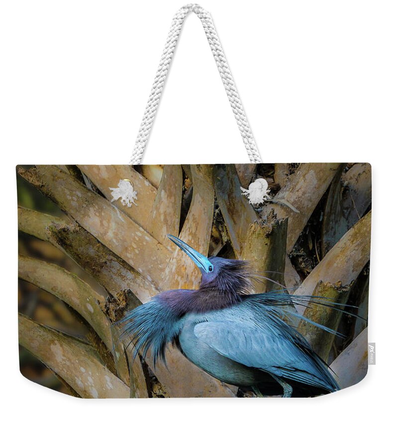 Heron Weekender Tote Bag featuring the photograph Little Blue Heron by Steve Zimic