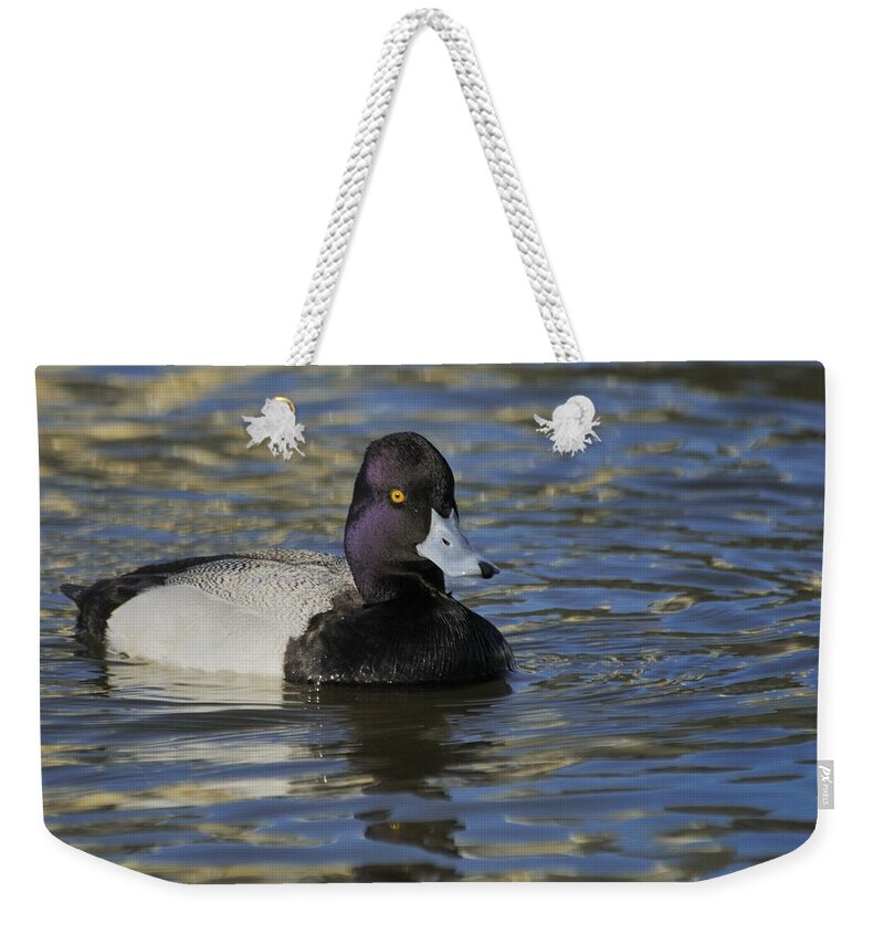 Lesser Scaup Weekender Tote Bag featuring the photograph Little Bluebill - Lesser Scaup Drake by Bradford Martin