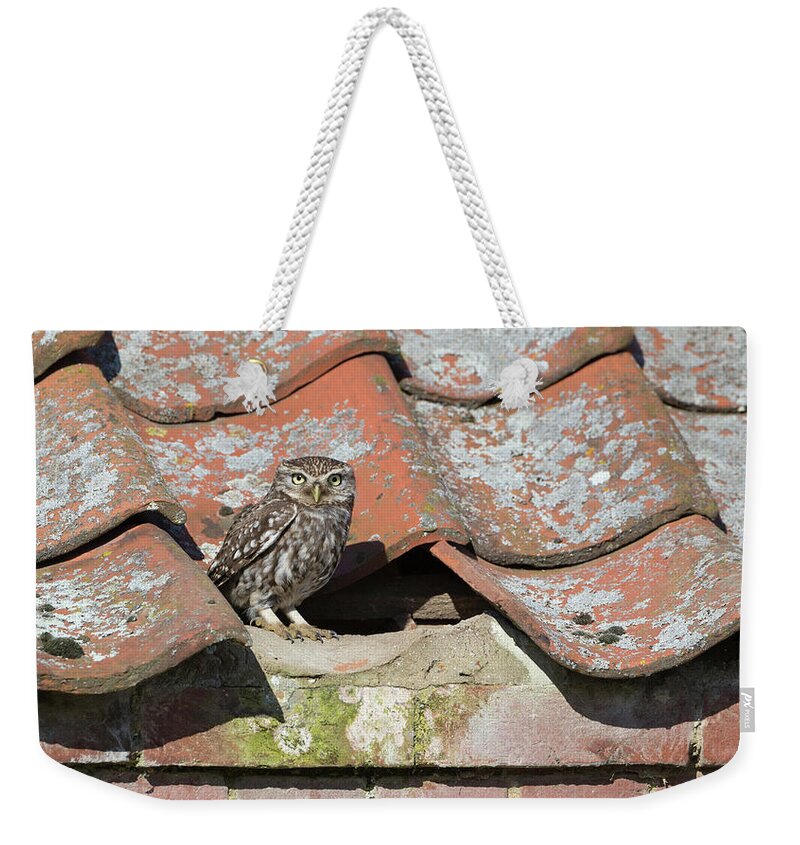 Little Weekender Tote Bag featuring the photograph Little Owl On The Tiles by Pete Walkden