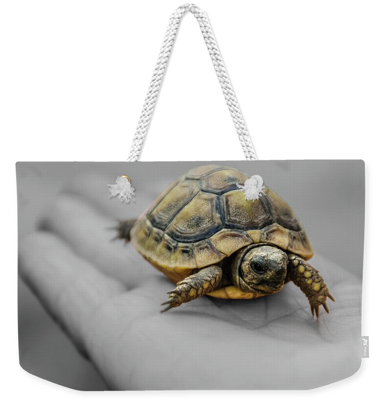 Turtle Weekender Tote Bag featuring the photograph Little Turtle Baby by Wolfgang Stocker