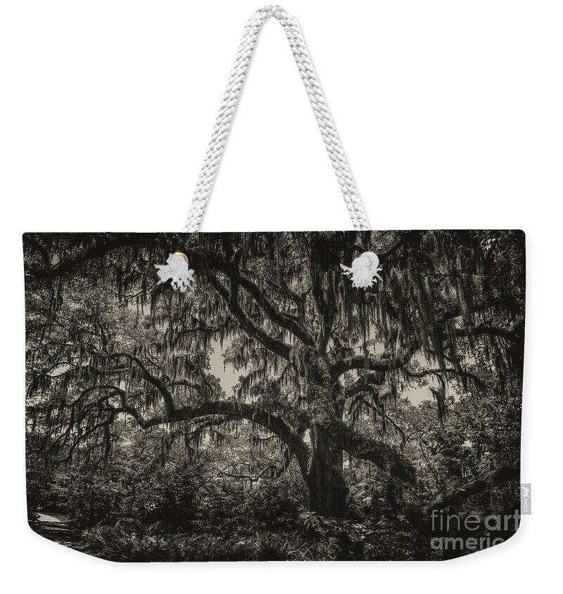 Live Oak Tree Weekender Tote Bag featuring the photograph Live Oak Tree Sepia by Dale Powell