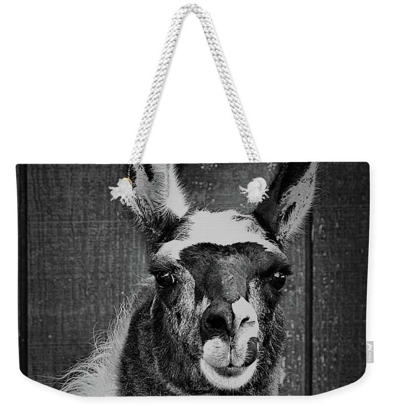 Llama Weekender Tote Bag featuring the photograph Llama Face In Black And White by Smilin Eyes Treasures