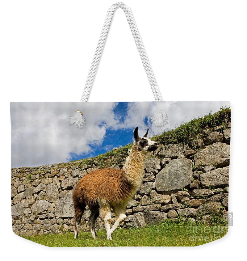 Adult Weekender Tote Bag featuring the photograph Llama Lama Glama by Gerard Lacz