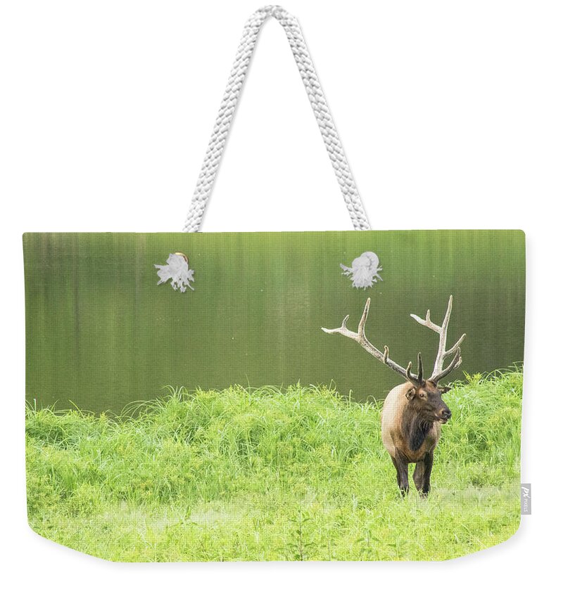 Elk Weekender Tote Bag featuring the photograph Lone Elk by Holly Ross