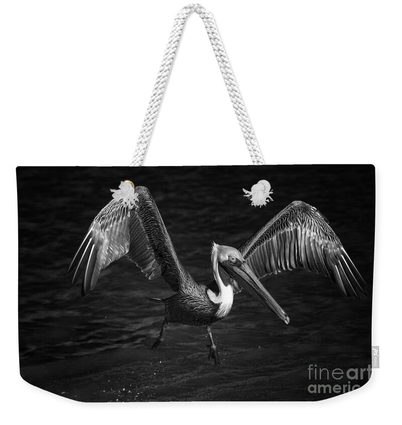Pelican In Flight Weekender Tote Bag featuring the photograph Lone Pelican in flight - black and white by Stefano Senise