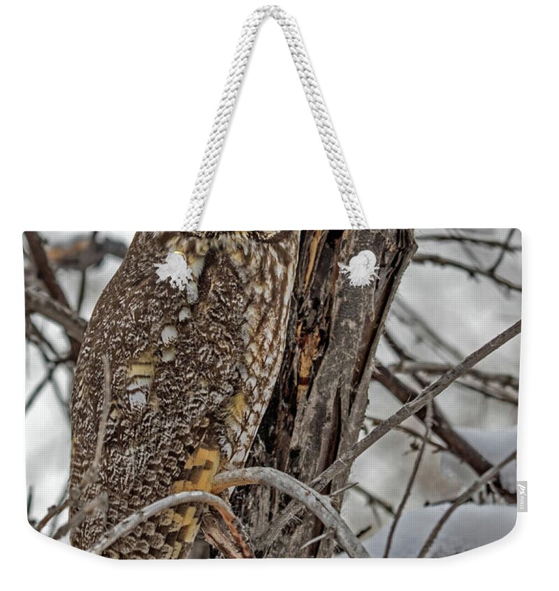 Asio Otus Weekender Tote Bag featuring the photograph Long Eared Owl in Snow by Dawn Key