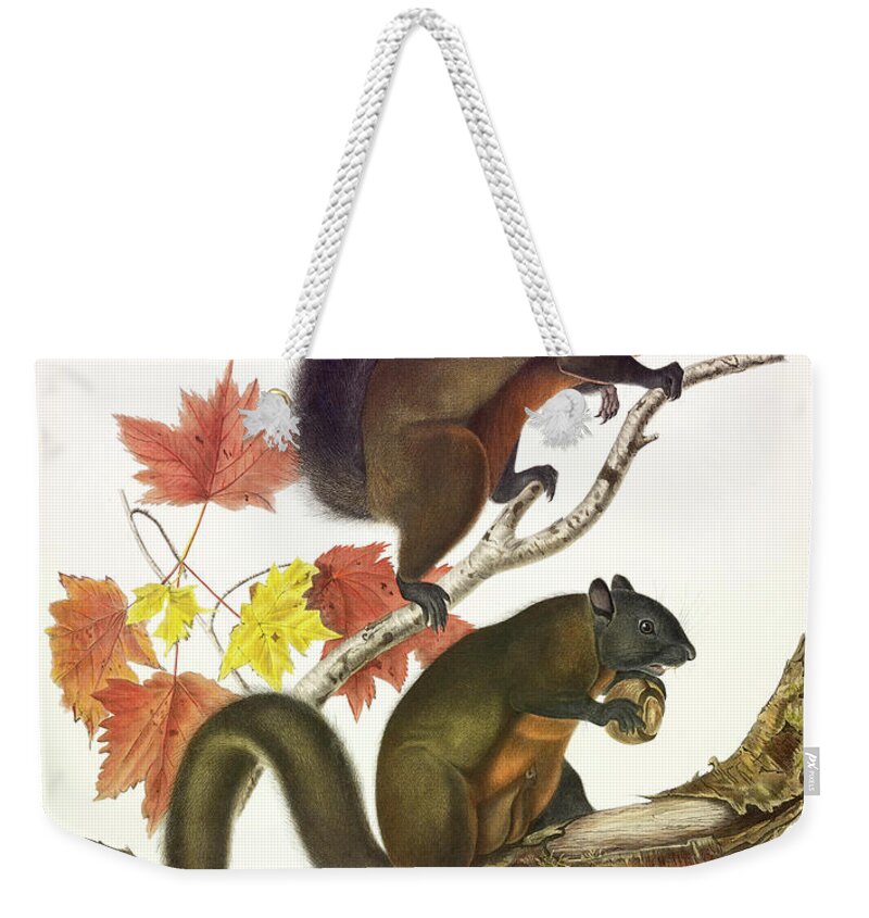 Long-haired Squirrel Weekender Tote Bag featuring the painting Long-haired Squirrel by John James Audubon