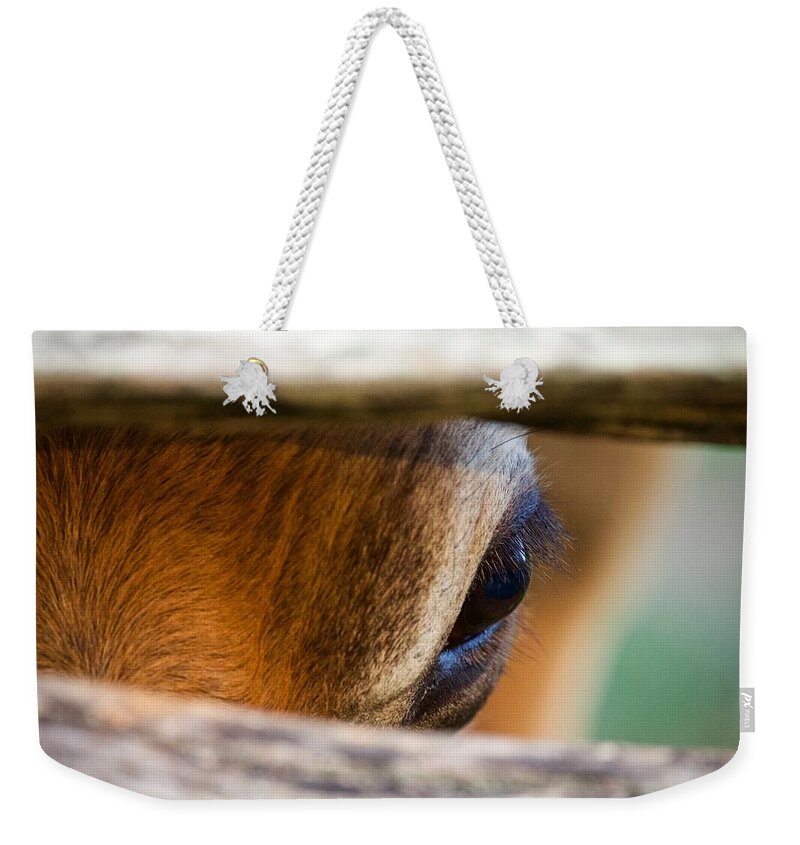 Cow Weekender Tote Bag featuring the photograph Long Lashes by Lara Morrison