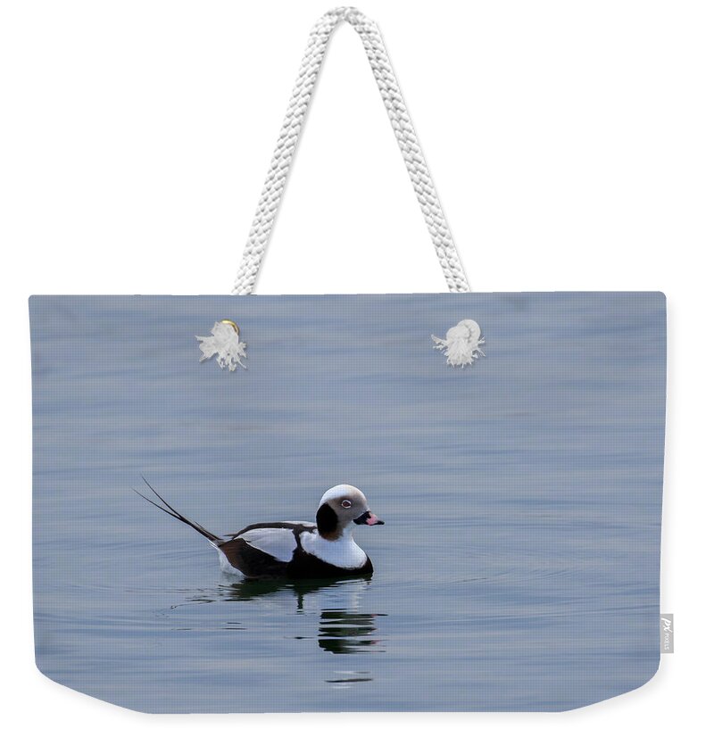 Nature Weekender Tote Bag featuring the photograph Long-tailed Duck 3 by Gary Hall