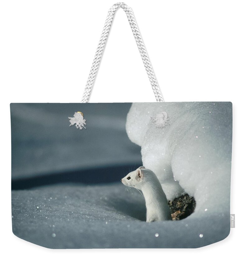 Mp Weekender Tote Bag featuring the photograph Long-tailed Weasel Mustela Frenata by Michael Quinton