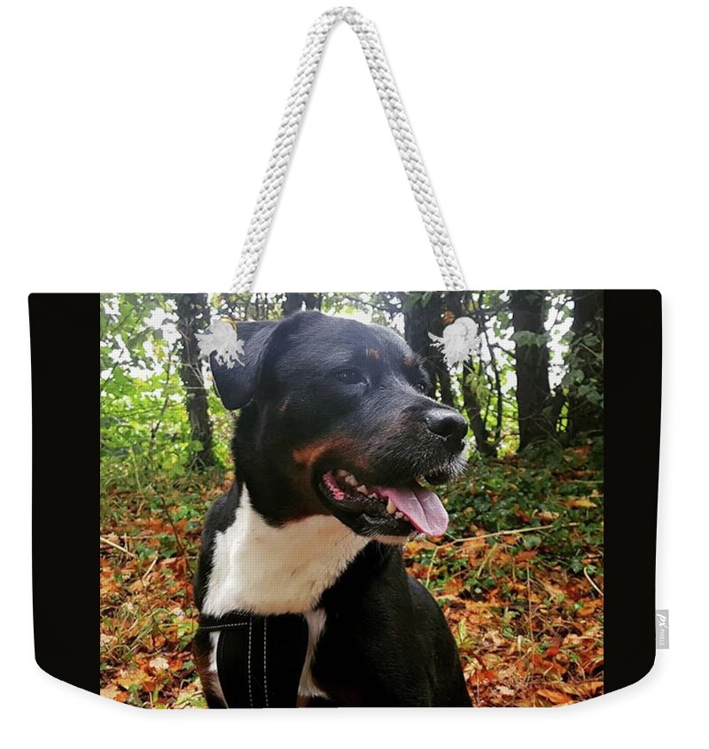 Dogs Weekender Tote Bag featuring the photograph Autumn Walkies by Rowena Tutty