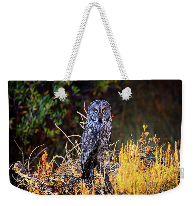 Owl Weekender Tote Bag featuring the photograph Look Me In The Eyes by Greg Norrell