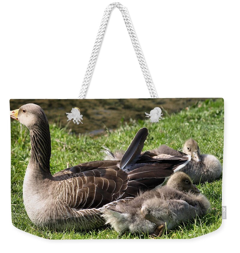 Birds Weekender Tote Bag featuring the photograph Looking After My babies by Richard Denyer