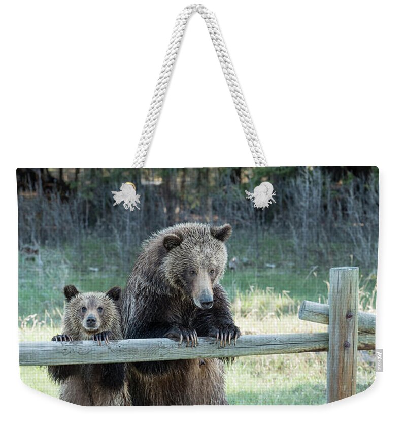Bears Weekender Tote Bag featuring the photograph Looking At You by Sandra Bronstein