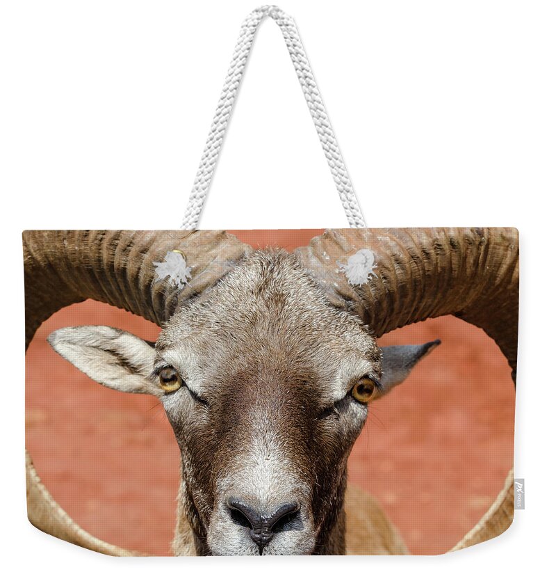 Goat Weekender Tote Bag featuring the photograph Looking at You by Tammy Ray