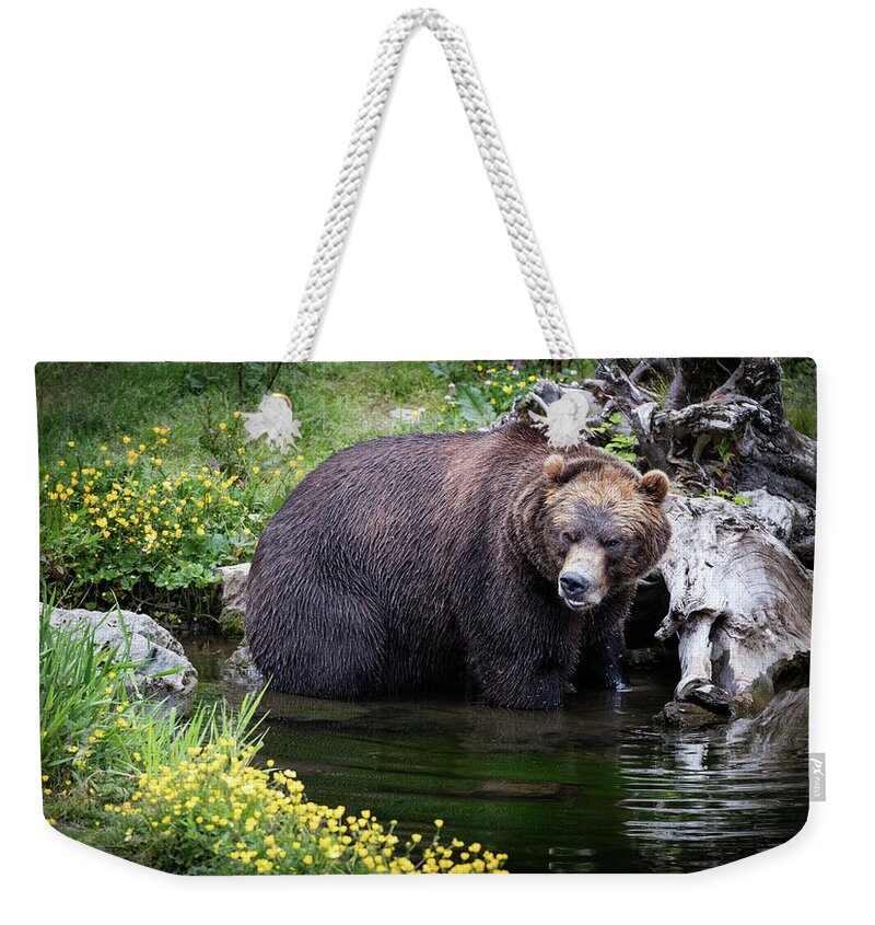 Bear Weekender Tote Bag featuring the photograph Looking for Dinner by Bruce Bonnett