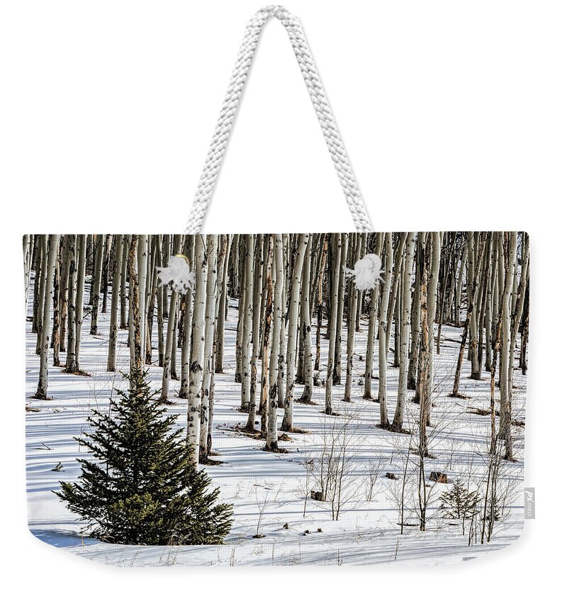Aspen Weekender Tote Bag featuring the photograph Looking Through The Aspen by Stephen Johnson