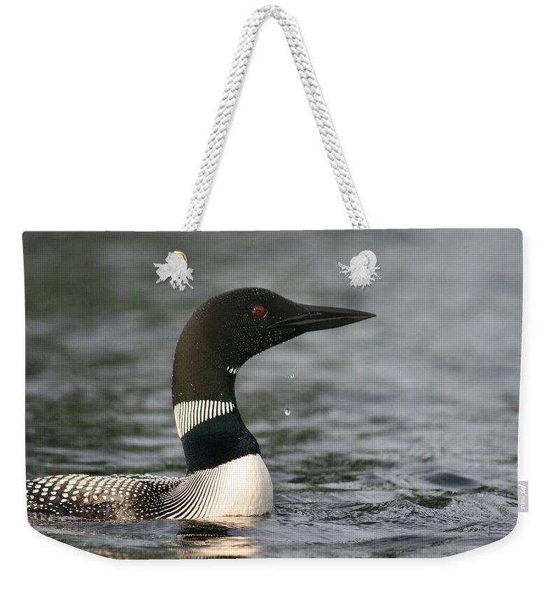 Common Loon Weekender Tote Bag featuring the photograph Loon Look Out by Sandra Huston