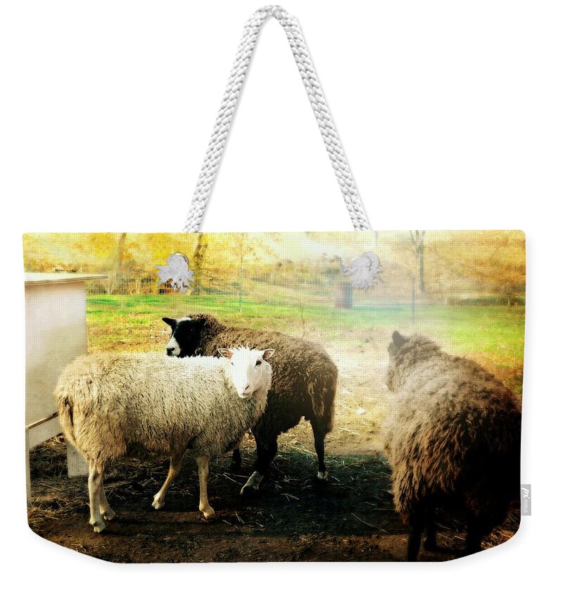 Animals Weekender Tote Bag featuring the photograph Lost and Found by Diana Angstadt